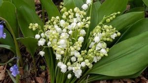 muguet