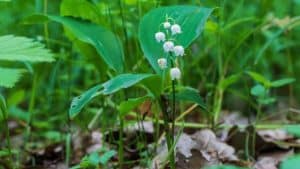 muguet 1er Mai 2024