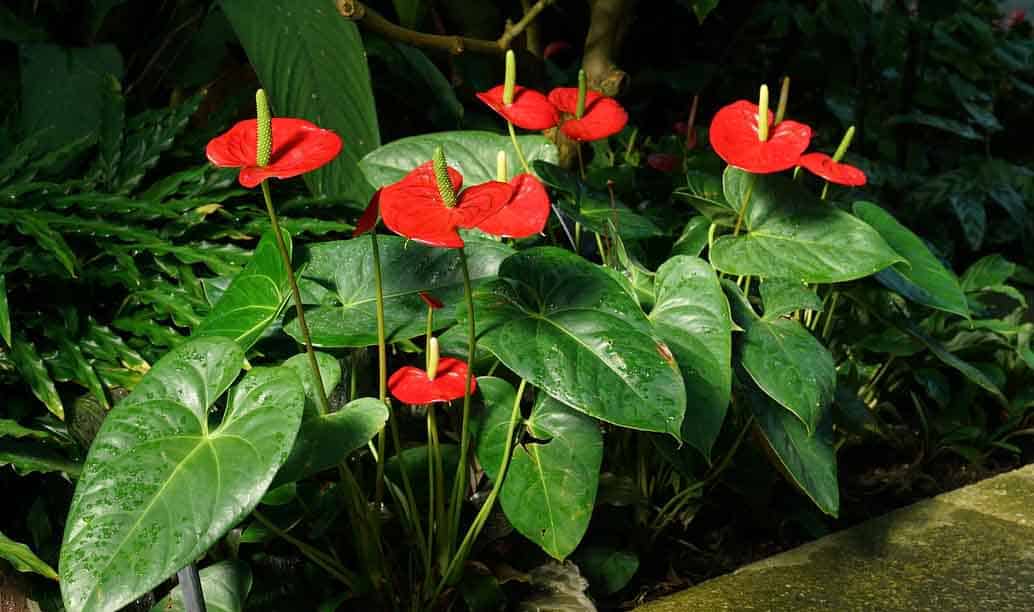 découvrez nos conseils pratiques pour entretenir votre anthurium et favoriser sa floraison. apprenez tout sur l'arrosage, l'exposition à la lumière et le rempotage pour garder votre plante en santé et épanouie.