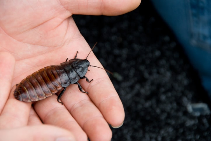 découvrez nos solutions professionnelles pour l'élimination des nuisibles. protégez votre habitat des rongeurs, insectes et autres intrus grâce à nos services efficaces et respectueux de l'environnement.