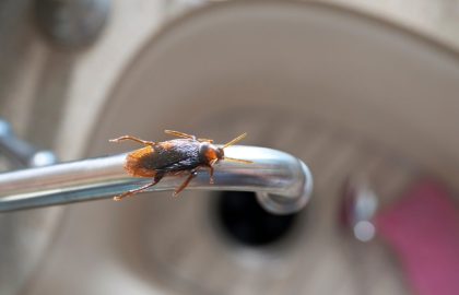 découvrez des astuces efficaces pour éloigner les insectes de votre salle de bain. apprenez à utiliser des remèdes naturels et des techniques simples pour garder cet espace propre et sain. protégez votre maison des nuisibles avec nos conseils pratiques.