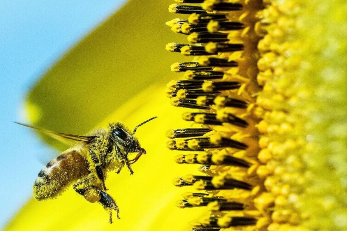 comment la reine des abeilles est choisie
