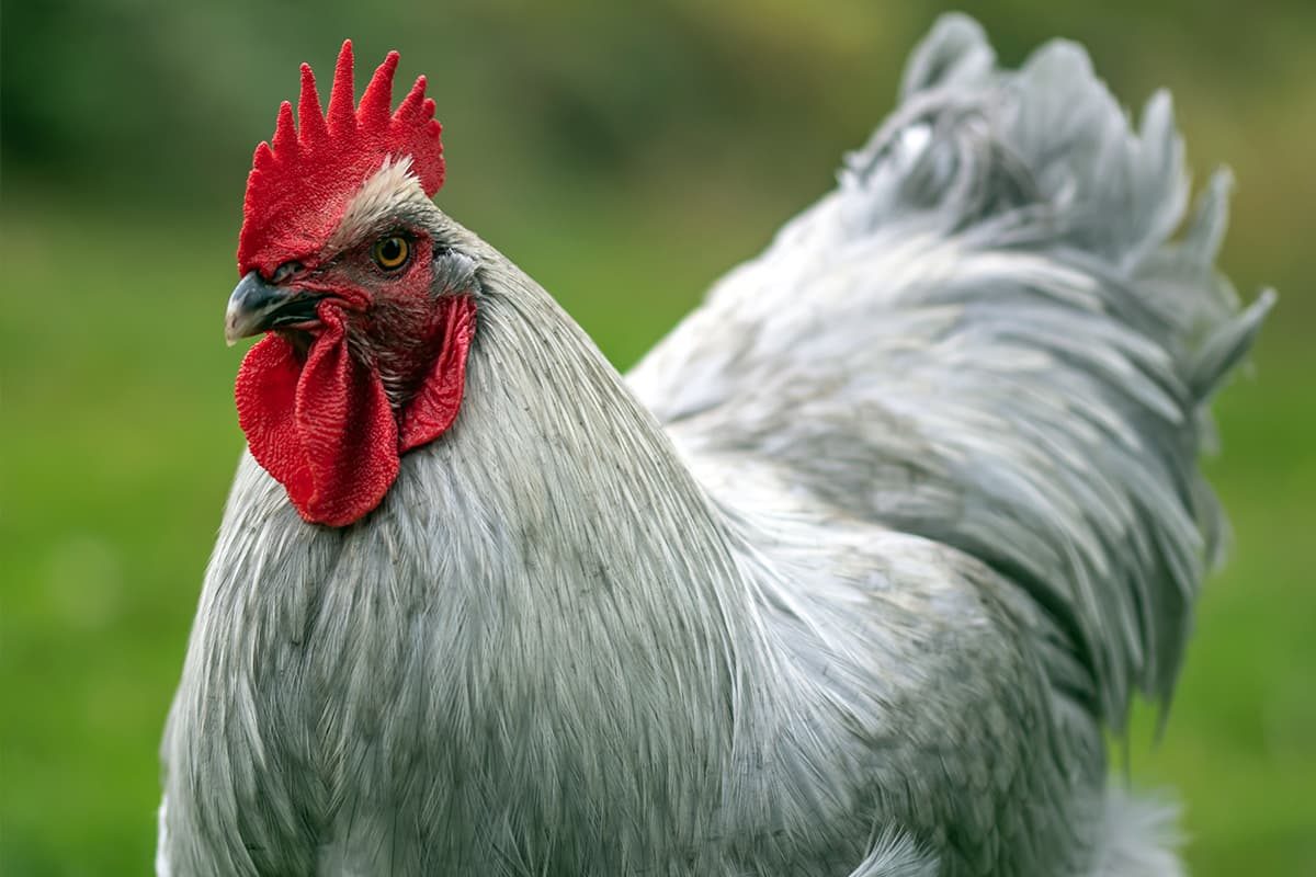 poulet bio nutrition