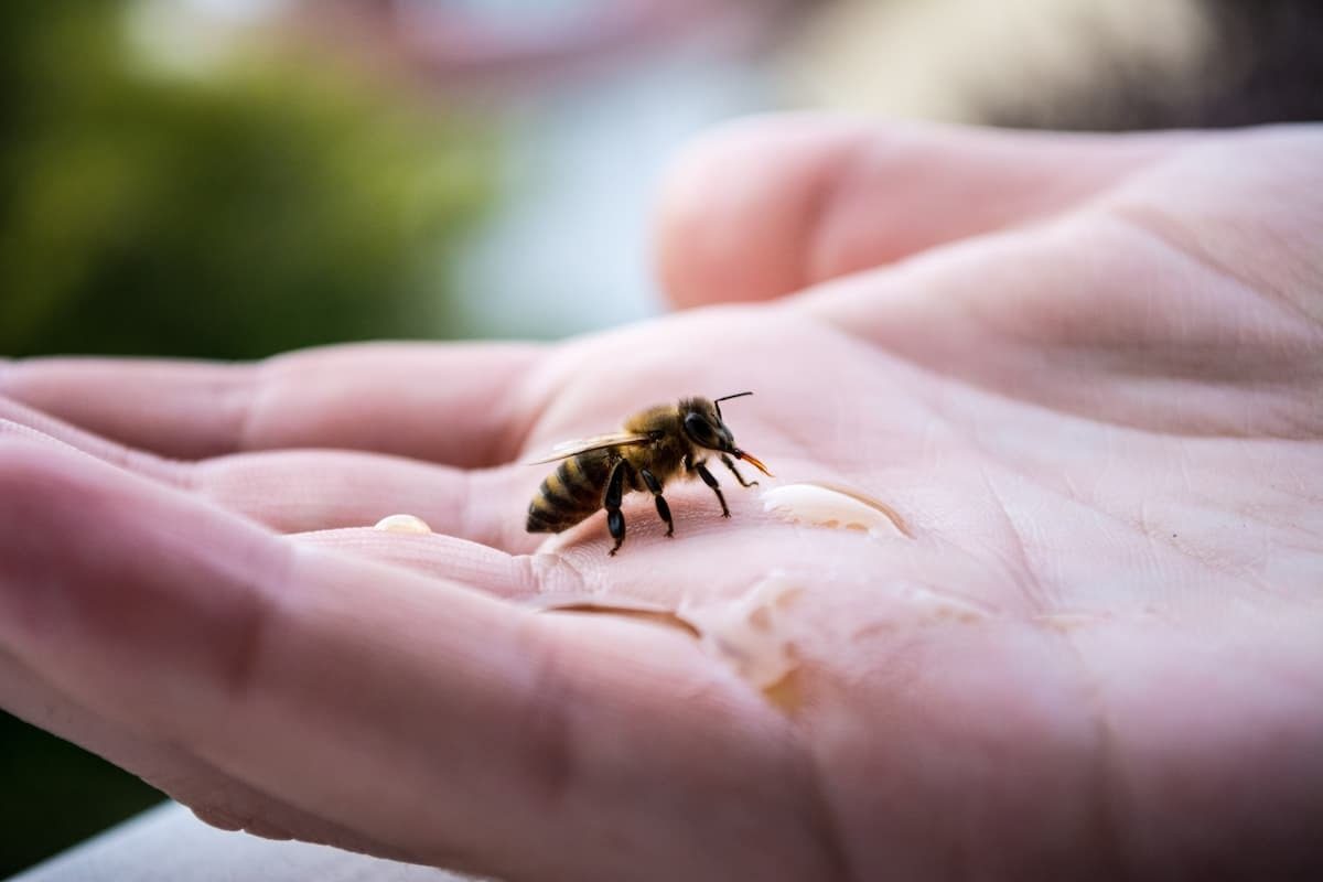 role de l'abeille ecosystème